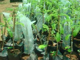 amla - polybags to maintain humidity